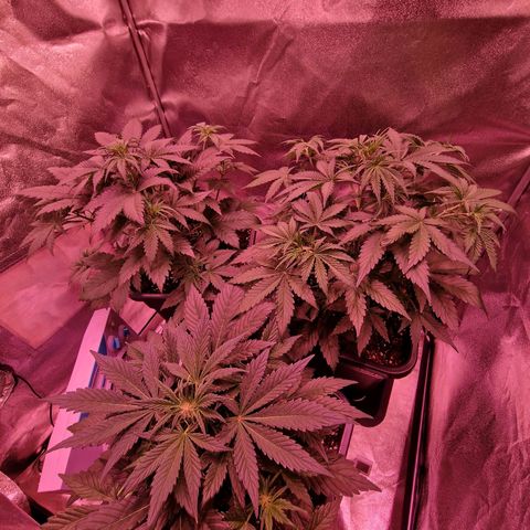 Apple Strudel  Auto growlog timeline photo