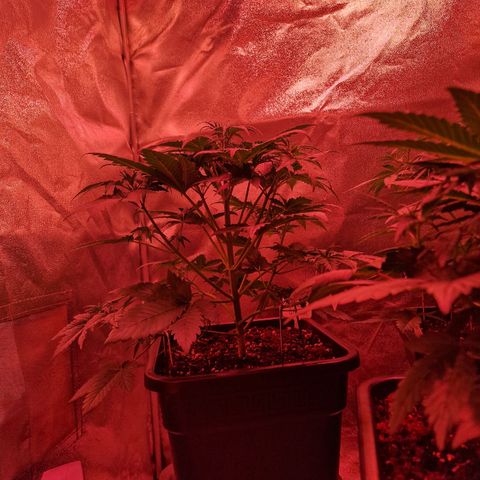 Apple Strudel  Auto growlog timeline photo