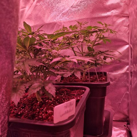 Original Auto OG Kush growlog timeline photo