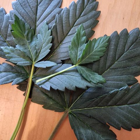 Original Auto White Widow growlog photo: Unten entlaubt