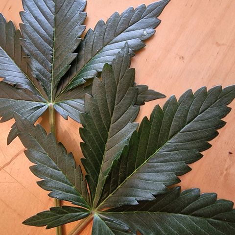 Original Auto OG Kush growlog photo: Unterstes Blattpaar entfernt 