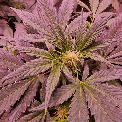 Original Auto White Widow growlog timeline photo