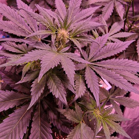 Original Auto White Widow growlog timeline photo