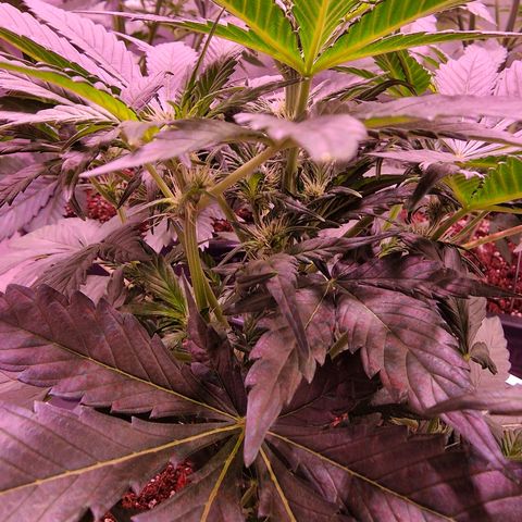 Original Auto White Widow growlog timeline photo
