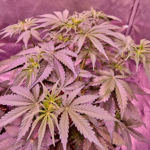 Original Auto OG Kush growlog timeline photo