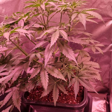 Original Auto OG Kush growlog timeline photo