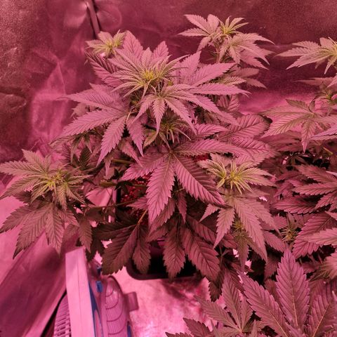 Apple Strudel  Auto growlog timeline photo