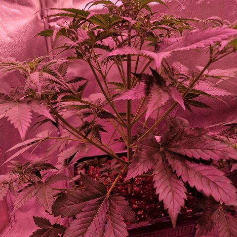 Apple Strudel  Auto growlog timeline photo