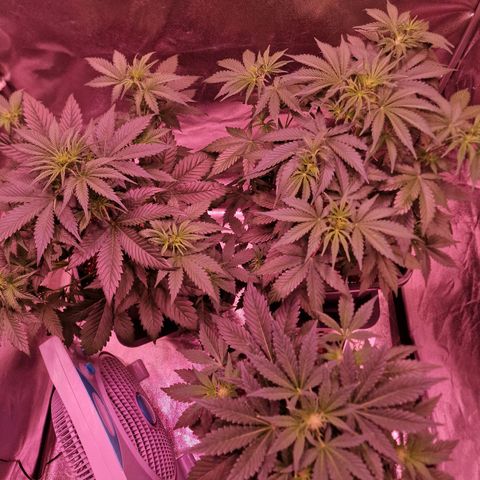 Apple Strudel  Auto growlog timeline photo