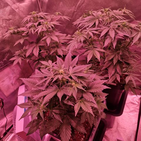 Apple Strudel  Auto growlog timeline photo