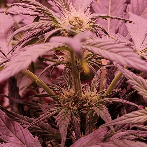 Original Auto White Widow growlog timeline photo