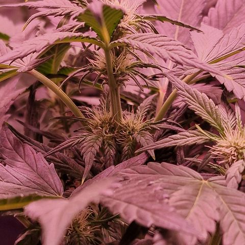 Original Auto White Widow growlog timeline photo