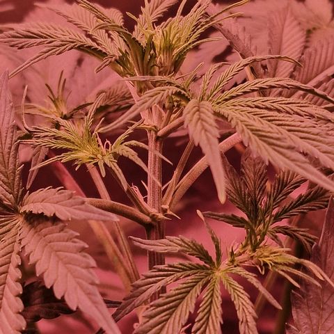 Original Auto OG Kush growlog timeline photo