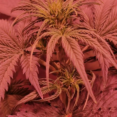 Apple Strudel  Auto growlog timeline photo