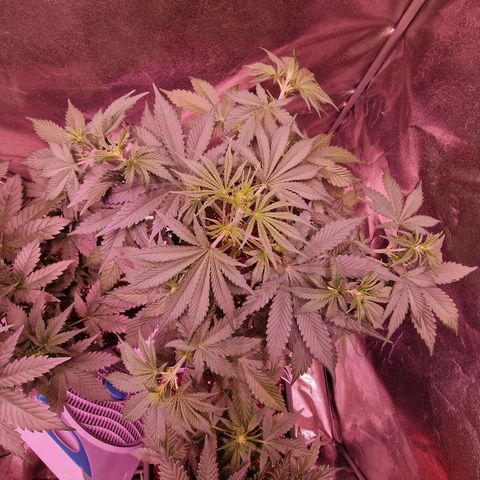 Original Auto OG Kush growlog timeline photo