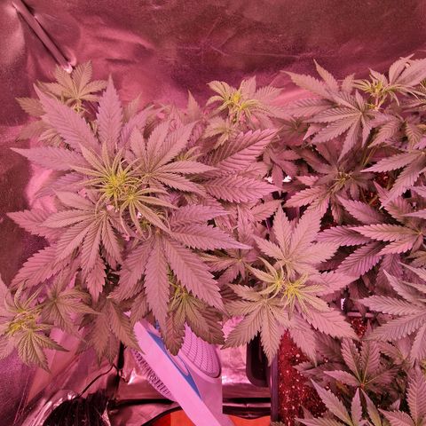 Apple Strudel  Auto growlog timeline photo
