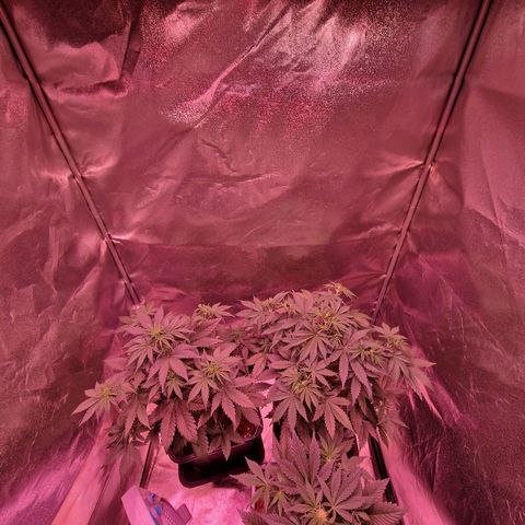 Apple Strudel  Auto growlog timeline photo