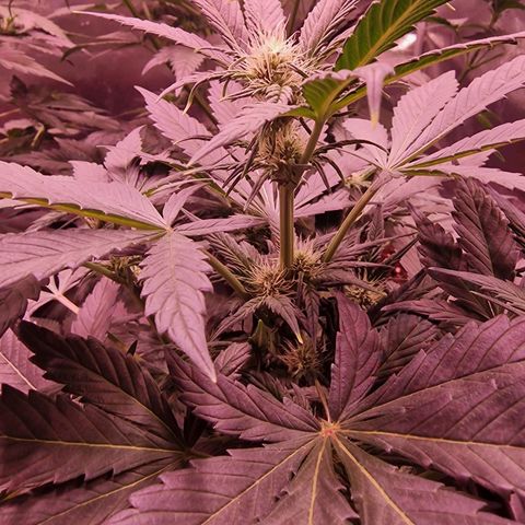 Original Auto White Widow growlog timeline photo