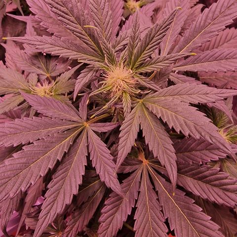 Original Auto White Widow growlog timeline photo