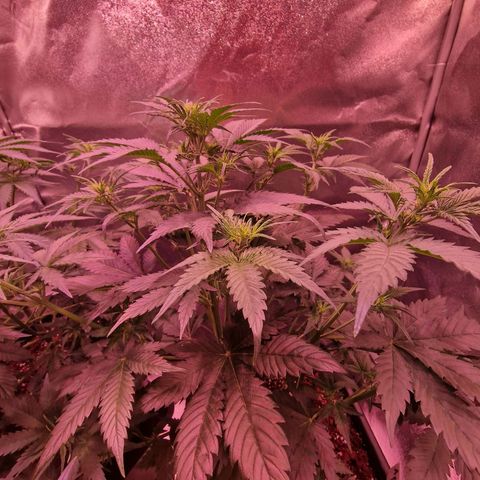 Apple Strudel  Auto growlog timeline photo