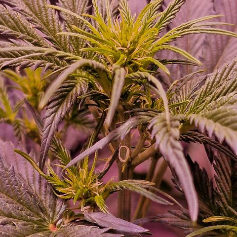 Apple Strudel  Auto growlog timeline photo