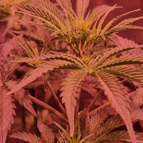 Original Auto OG Kush growlog timeline photo