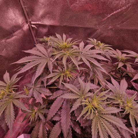 Original Auto OG Kush growlog timeline photo