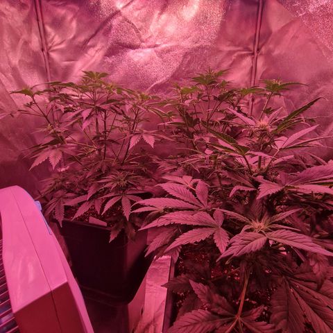 Apple Strudel  Auto growlog timeline photo