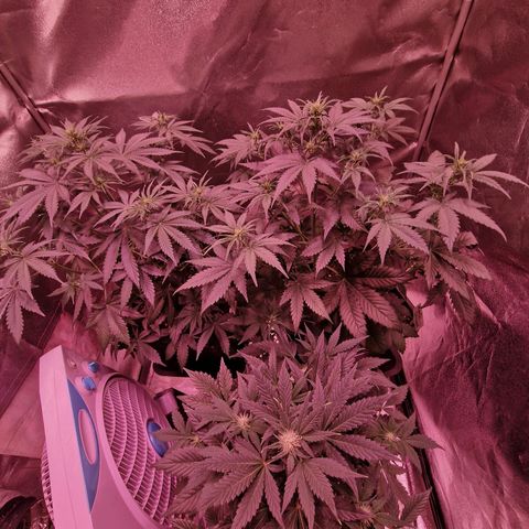 Apple Strudel  Auto growlog timeline photo