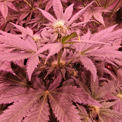 Original Auto White Widow growlog timeline photo