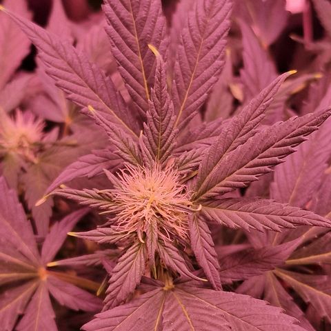 Original Auto White Widow growlog timeline photo