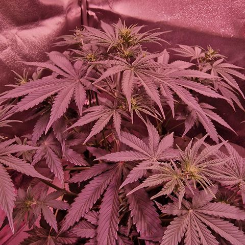 Original Auto OG Kush growlog timeline photo