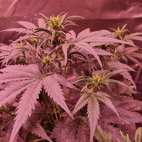 Apple Strudel  Auto growlog timeline photo