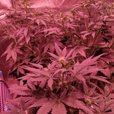 Apple Strudel  Auto growlog timeline photo