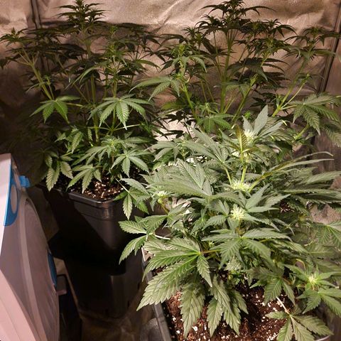 Apple Strudel  Auto growlog timeline photo