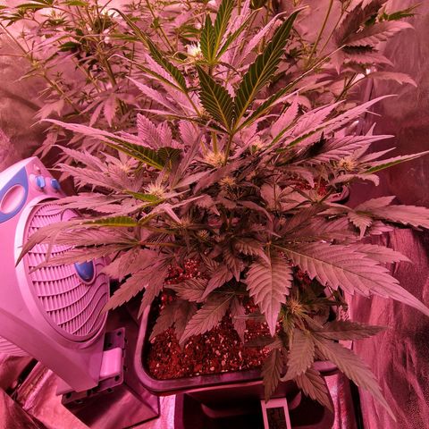 Original Auto White Widow growlog timeline photo