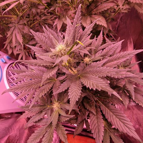 Original Auto White Widow growlog timeline photo