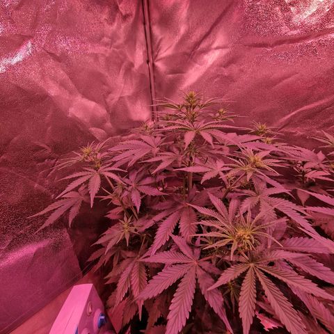Original Auto OG Kush growlog timeline photo