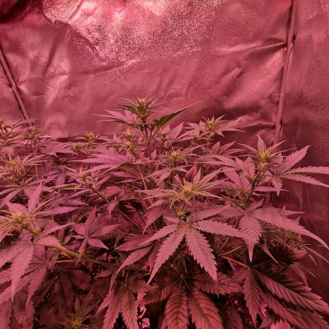 Apple Strudel  Auto growlog timeline photo