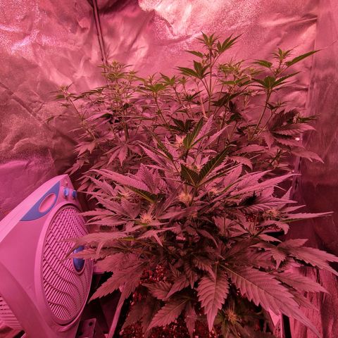 Apple Strudel  Auto growlog timeline photo