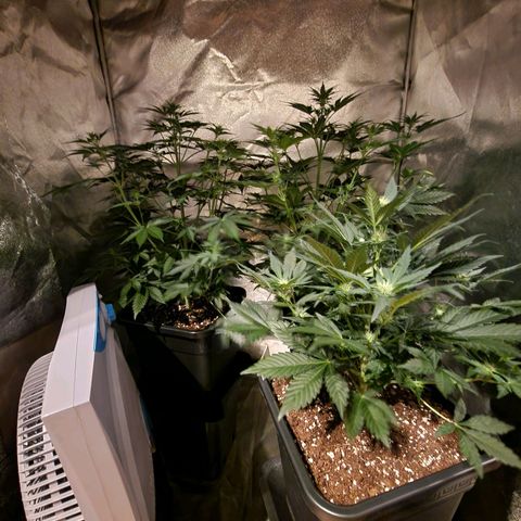 Apple Strudel  Auto growlog timeline photo