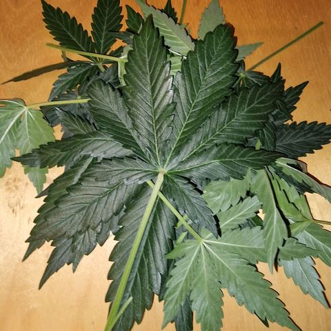 Original Auto White Widow growlog timeline photo