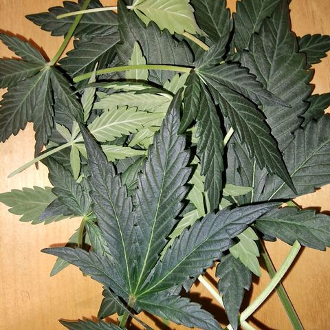 Original Auto OG Kush growlog timeline photo