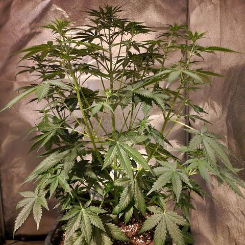Original Auto OG Kush growlog photo: Untenrum entlaubt 
