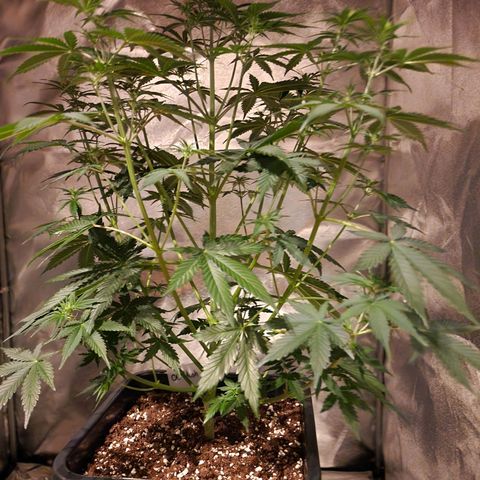 Original Auto OG Kush growlog photo: Untenrum entlaubt 