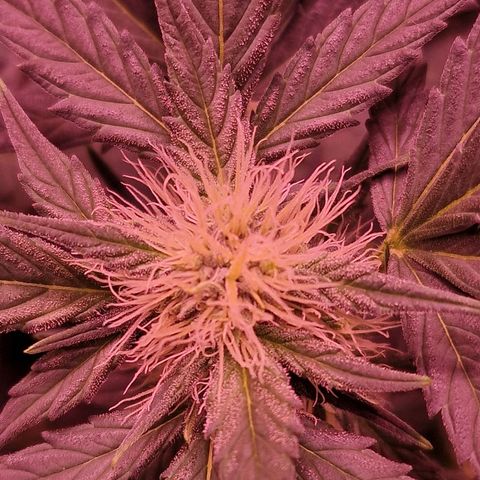 Original Auto White Widow growlog timeline photo