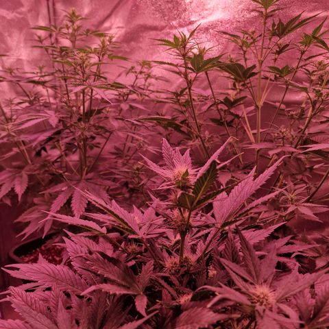 Apple Strudel  Auto growlog timeline photo