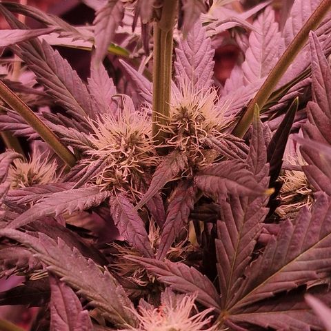 Original Auto White Widow growlog timeline photo