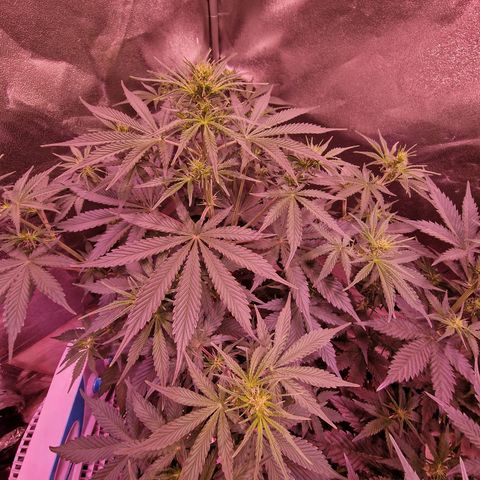 Original Auto OG Kush growlog timeline photo