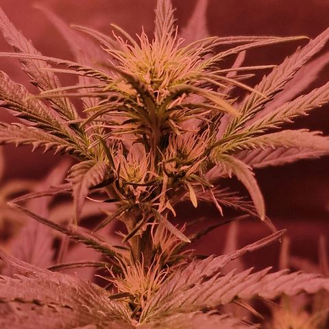 Apple Strudel  Auto growlog timeline photo